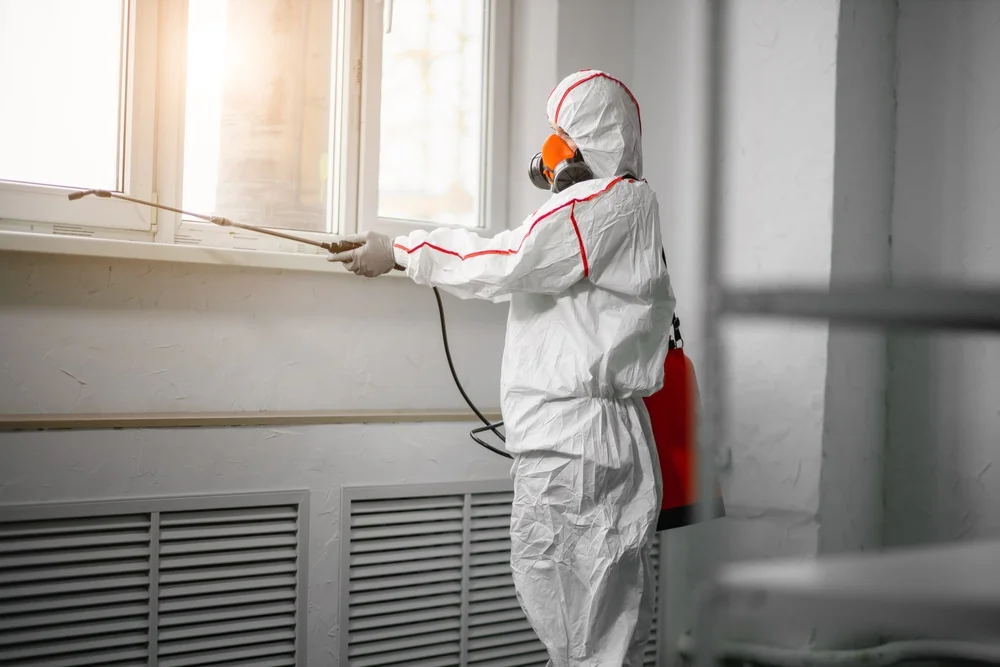 Professional mold remediation services in Stoneham, CO